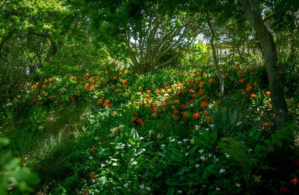 Permaculture en zone aride : avantages et méthodes du jardinage sans eau