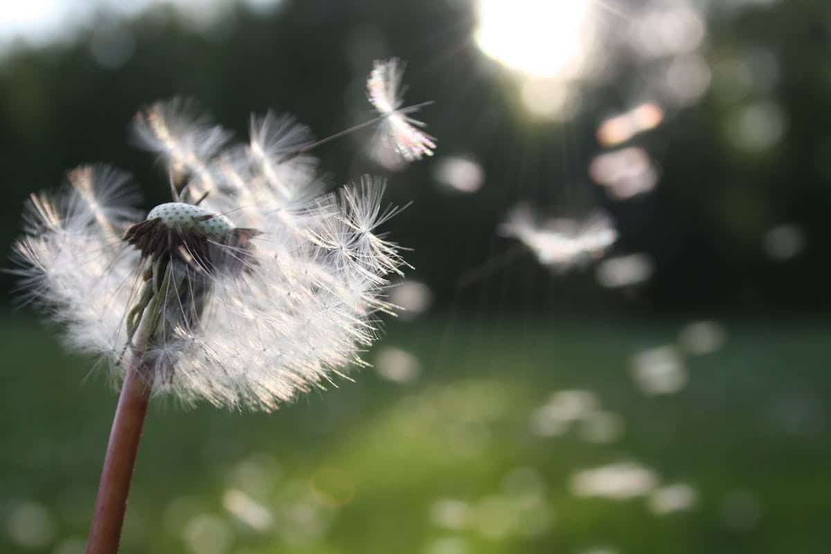 Combattre les allergies printanières : stratégies efficaces et traitements innovants